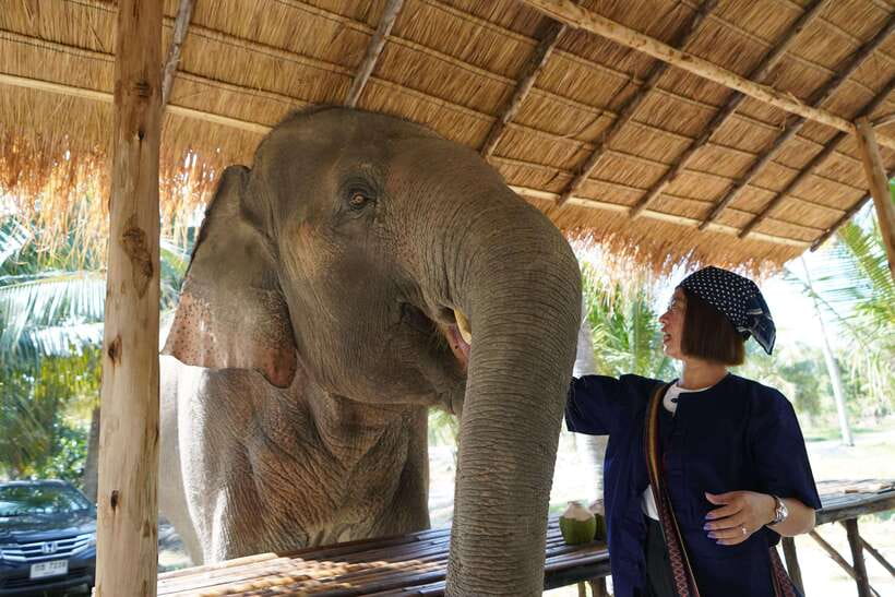 From Bangkok: Living Green Elephant Sanctuary Day Trip - Hand-feeding and jungle walking: the best parts happen slowly