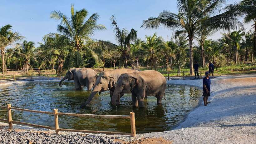 From Bangkok: Living Green Elephant Sanctuary Day Trip - What you actually pay for: value in the details