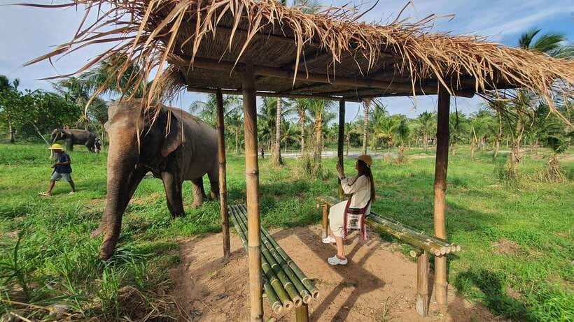 From Bangkok: Living Green Elephant Sanctuary Day Trip - Who should book this, and who should skip it