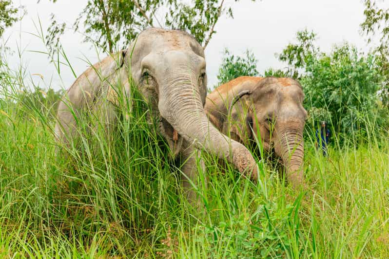 From Bangkok: Pattaya Ethical Elephant Sanctuary Day Trip - Meeting the Elephants at the Sanctuary (No Fanfare, Just Work and Calm)