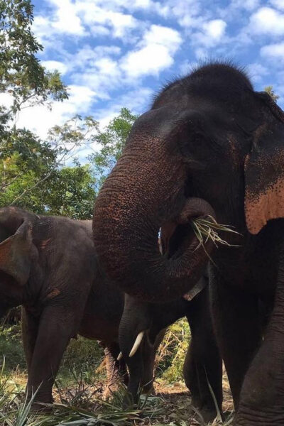 From Bangkok: Pattaya Ethical Elephant Sanctuary Day Trip - The Ride to Pattaya: 2 Hours in Theory, Traffic in Practice