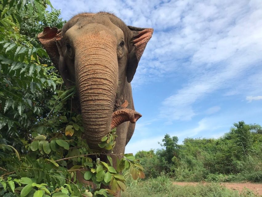 From Bangkok: Pattaya Ethical Elephant Sanctuary Day Trip - Feeding, Touching, and Photographing the Right Way