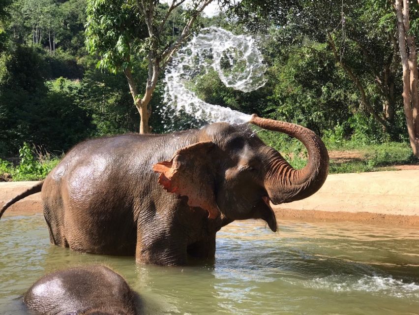 From Bangkok: Pattaya Ethical Elephant Sanctuary Day Trip - Lunch and Fruit: Fuel for the Long Day From Bangkok