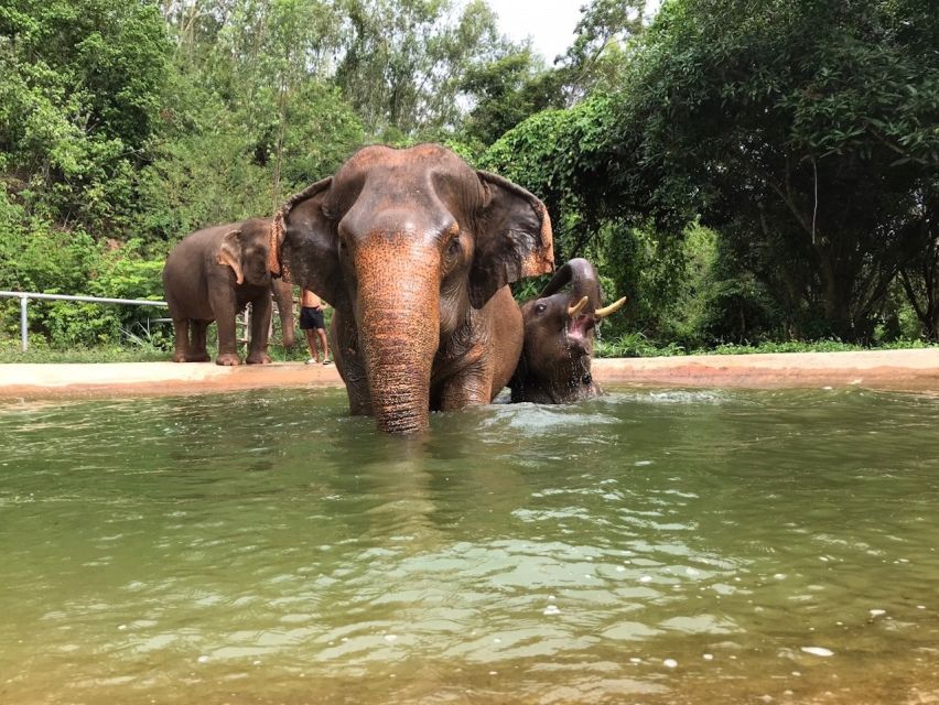 From Bangkok: Pattaya Ethical Elephant Sanctuary Day Trip - Price and Value: Is $142 Worth It?