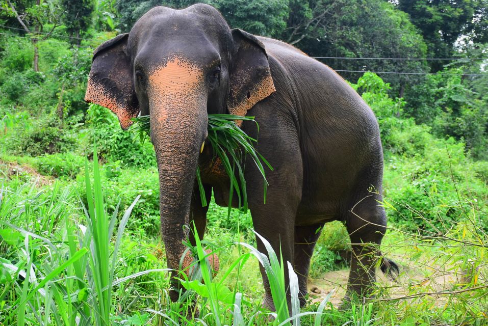 From Chiang Mai: Elephant Care Program and Nursery Tour - Key highlights