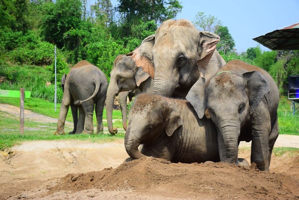 From Chiang Mai: Elephant Care Program and Nursery Tour - Lunch after elephants: Thai buffet, vegetarian options, and hydration