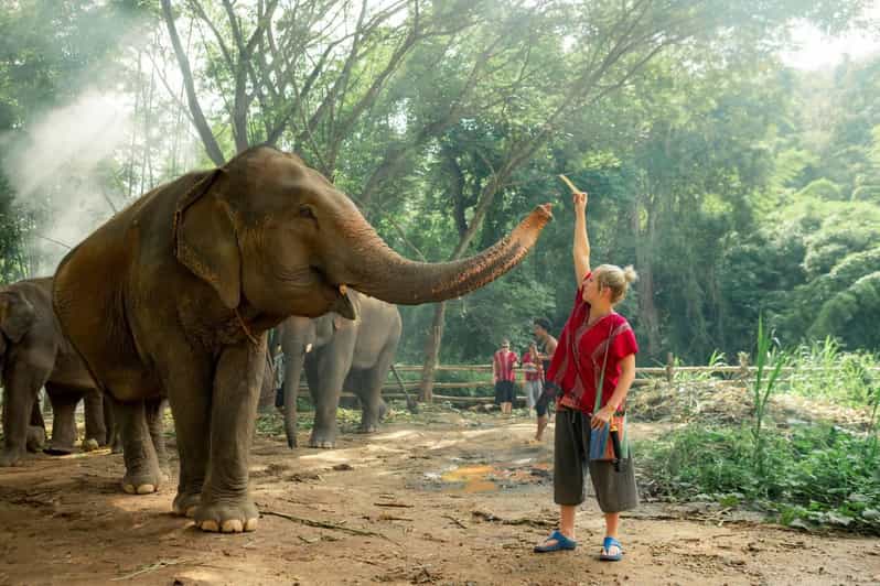 From Chiang Mai: Kerchor Eco Elephant Park Tour - Feeding and walking near baby elephants: the part you’ll remember