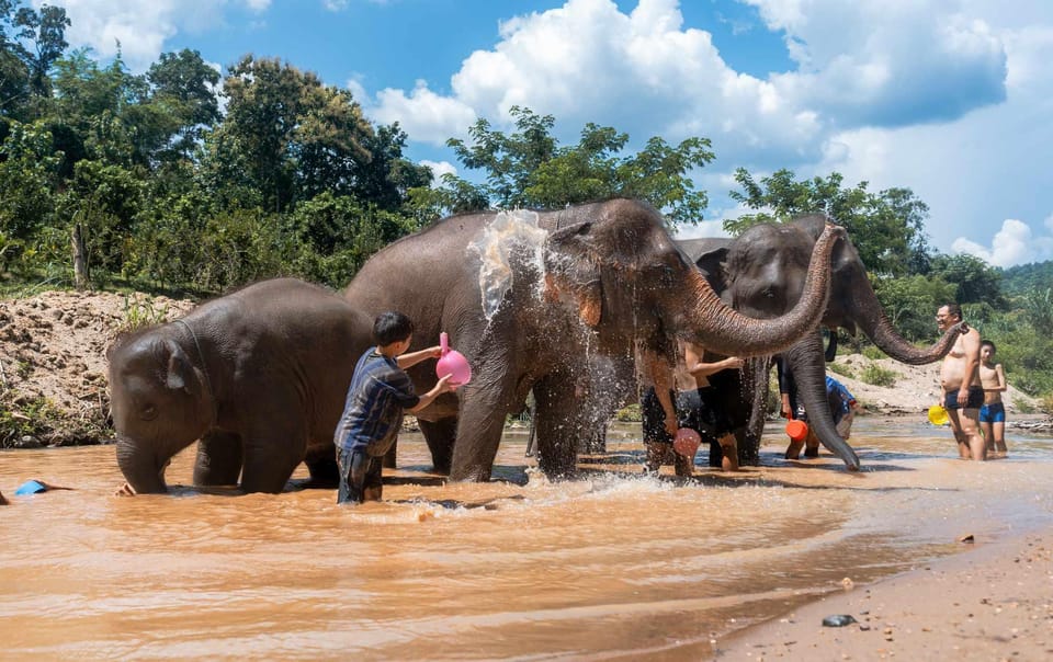 From Chiang Mai: Kerchor Eco Elephant Park Tour - Mud bath and bathing in the stream: what to expect with water play