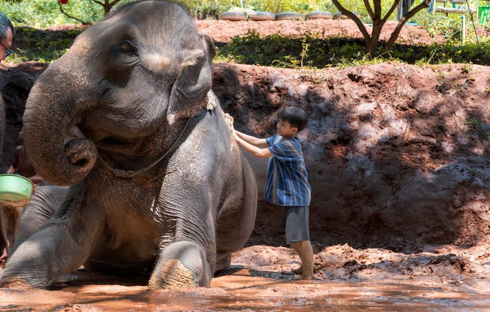 From Chiang Mai: Kerchor Eco Elephant Park Tour - Thai lunch in the park: good timing, mixed quality