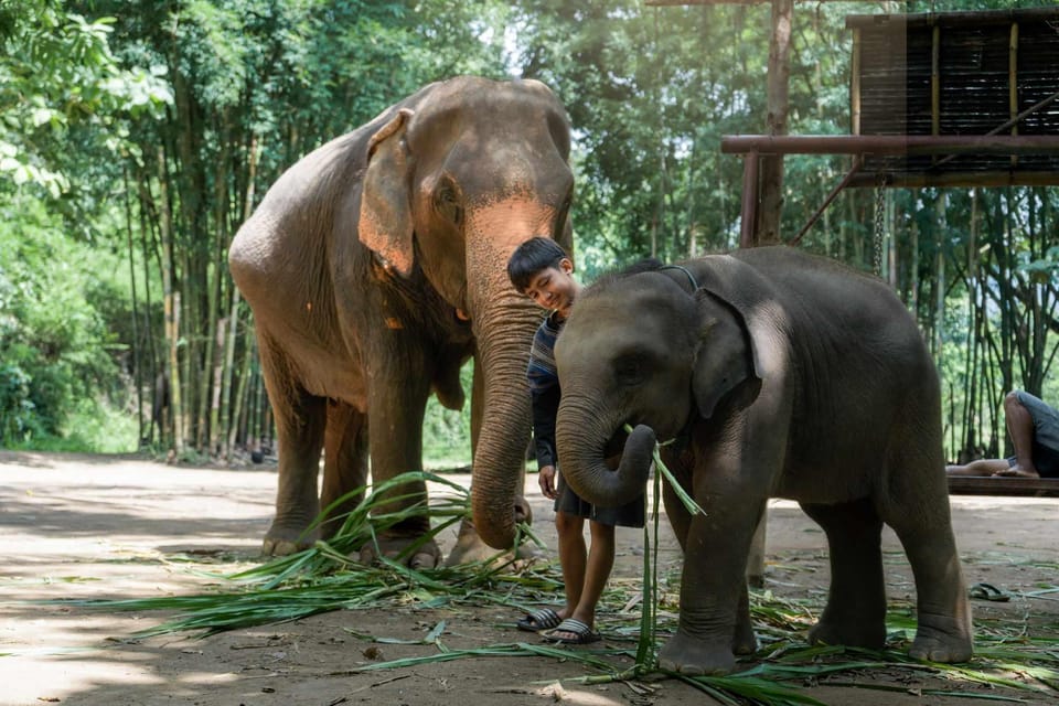 From Chiang Mai: Kerchor Eco Elephant Park Tour - Price and value at about $48 per person
