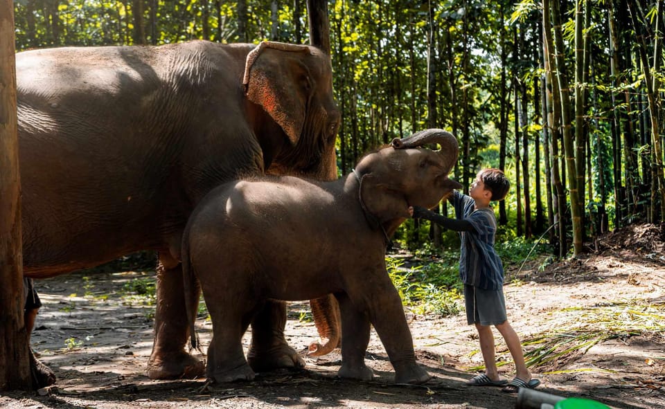 From Chiang Mai: Kerchor Eco Elephant Park Tour - What to pack so you’re comfortable (and not cranky) all day