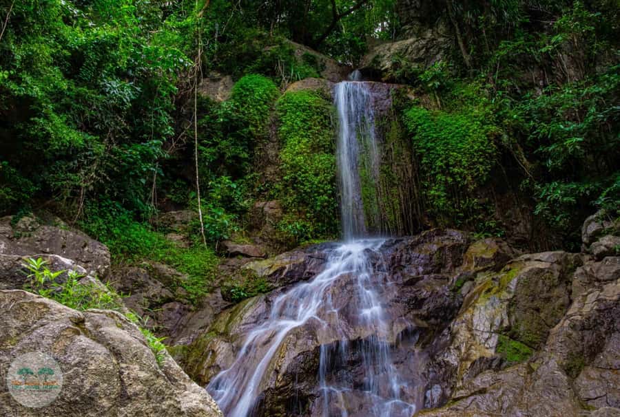From Koh Samui: Tree Bridge Zipline and Café Experience - From Suspension Bridge to 20 m Café Views