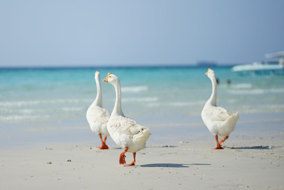 From Pattaya/Bangkok: Island Day Trip with Beach Activities - From Pattaya or Bangkok to Coral Island/Koh Larn in one long outing