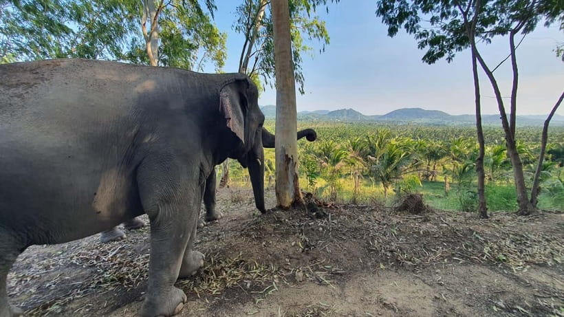 From Pattaya: Living Green Elephant Sanctuary Day Trip - Who should book—and who should skip this one