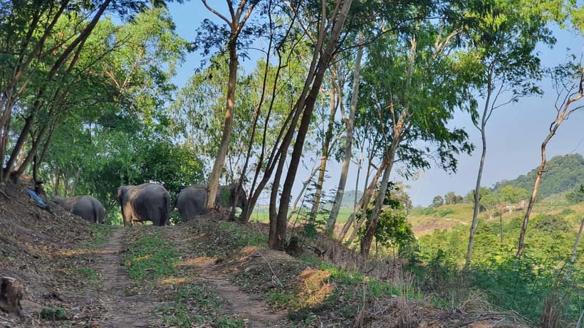 From Pattaya: Living Green Elephant Sanctuary Day Trip - Living Green Elephant Sanctuary: What ethical really looks like