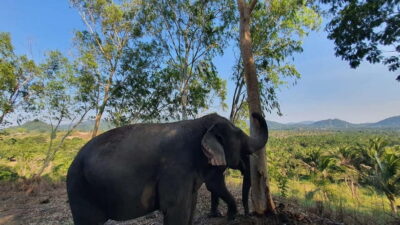 From Pattaya: Living Green Elephant Sanctuary Day Trip - Getting from Pattaya: timing, vans, and why “3 hours” can be tricky