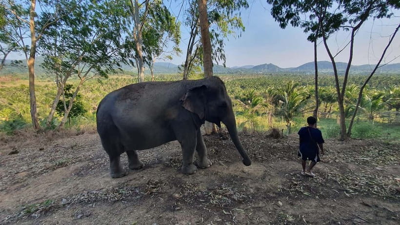 From Pattaya: Living Green Elephant Sanctuary Day Trip - Feeding and jungle trekking: walking with elephants without crowding them