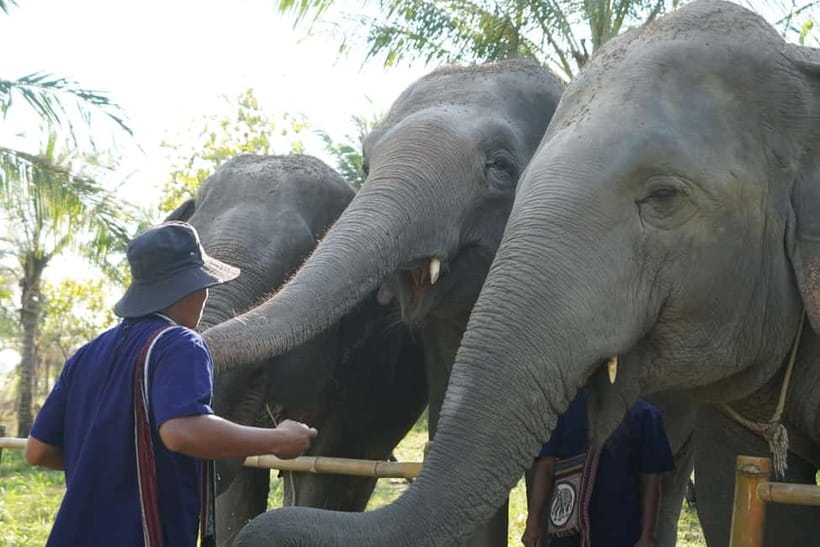 From Pattaya: Living Green Elephant Sanctuary Day Trip - Bath time: joining the elephants when conditions allow