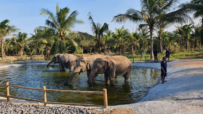 From Pattaya: Living Green Elephant Sanctuary Day Trip - Lunch, shade breaks, and the practical side of staying comfortable
