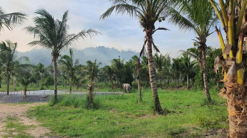 From Pattaya: Living Green Elephant Sanctuary Day Trip - Price and value from Pattaya: what you’re paying for