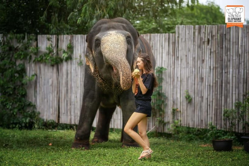 From Phuket: Elephant Jungle Sanctuary Feed and Shower Trip - Key reasons this feed and shower works