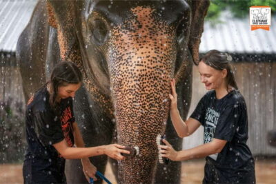 From Phuket: Elephant Jungle Sanctuary Feed and Shower Trip - Where you’ll meet, check in, and start your time