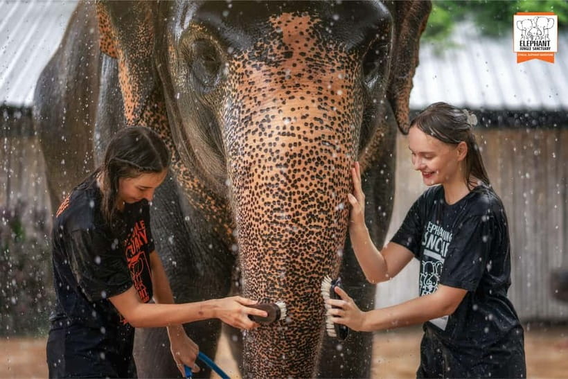 From Phuket: Elephant Jungle Sanctuary Feed and Shower Trip - Where you’ll meet, check in, and start your time