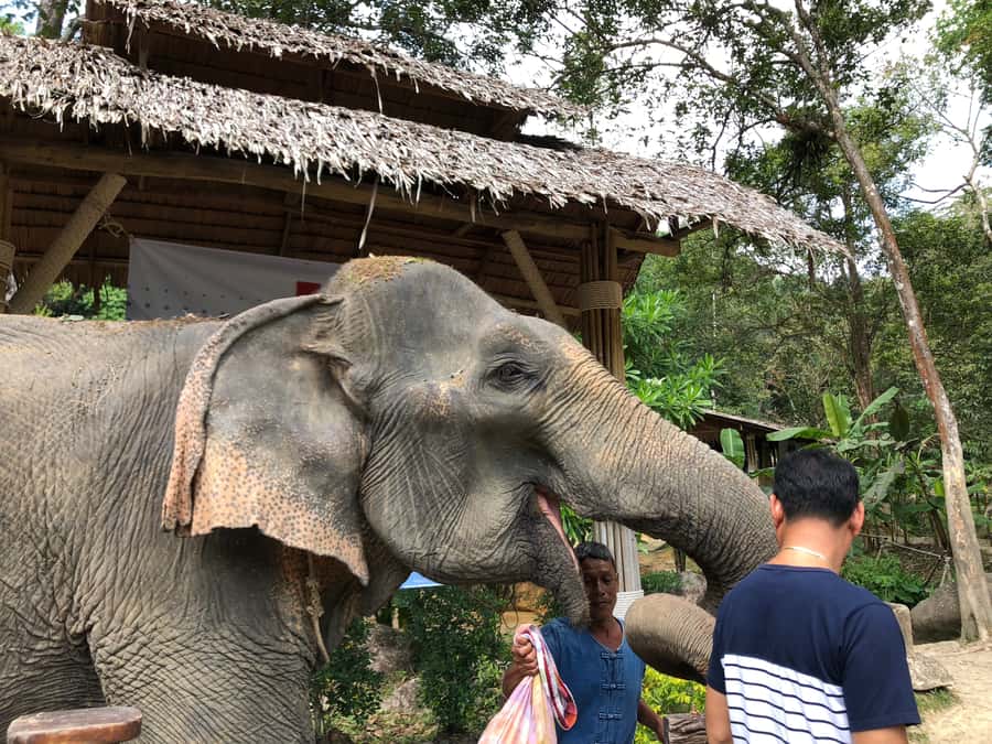 From Phuket & Khao Lak: Elephant Care with Waterfall Visit - Cruelty-Free Elephant Care: What No Riding Really Means
