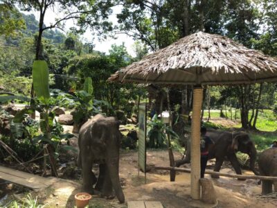 From Phuket & Khao Lak: Elephant Care with Waterfall Visit - From Phuket or Khao Lak: The Drive Is Part of the Day