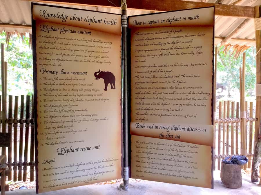 From Phuket & Khao Lak: Elephant Care with Waterfall Visit - What to Wear and Bring: Mud, Water, and a Practical Plan