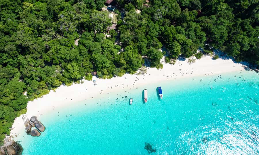 From Phuket or Khaolak : Similan Islands Day Trip - Payu Island (Island No. 7) and the Nemo hunt: sea turtles and clownfish odds