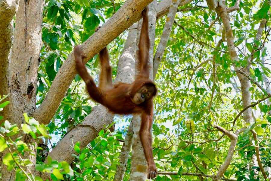 Hua Hin: Wildlife Friends Foundation Thailand Full-Day Visit - Key highlights that make this visit worth your time