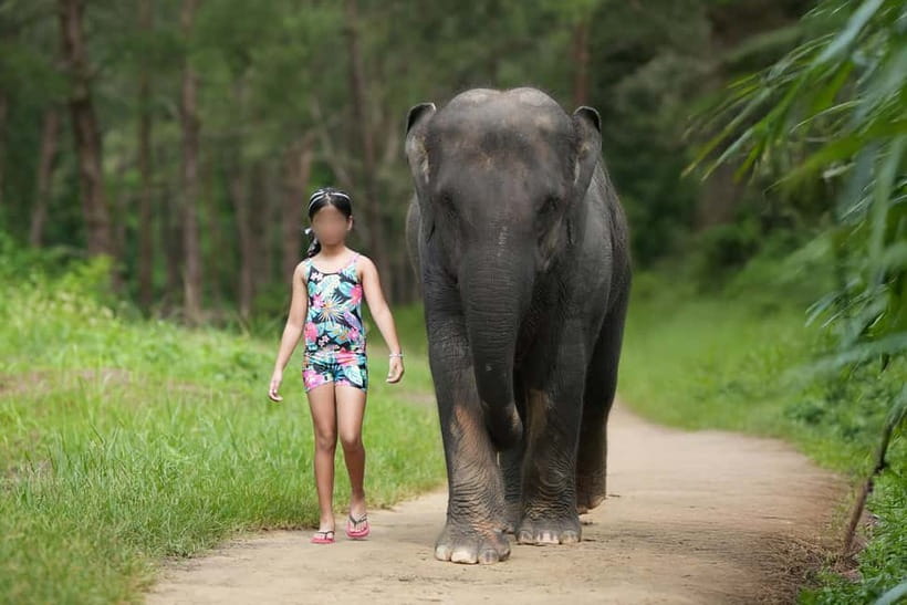 Khao Lak: Elephant Bathing and Turtle Center Visit - Key things I’d plan around