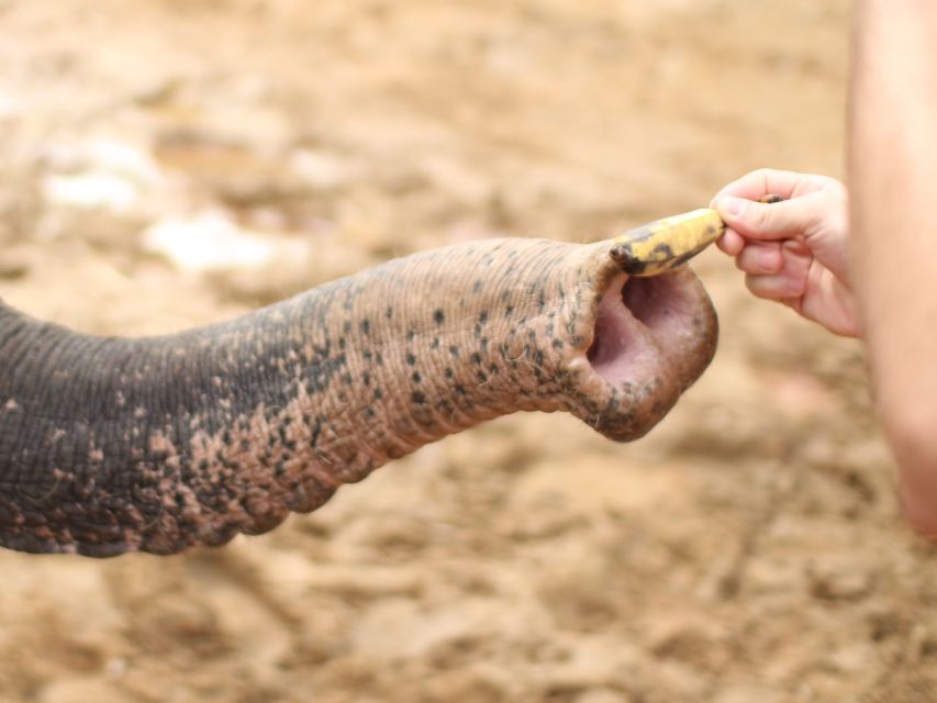 Khao Lak: Elephant Bathing and Turtle Center Visit - Khao Lak Elephant Bathing Meets Turtle Rehab