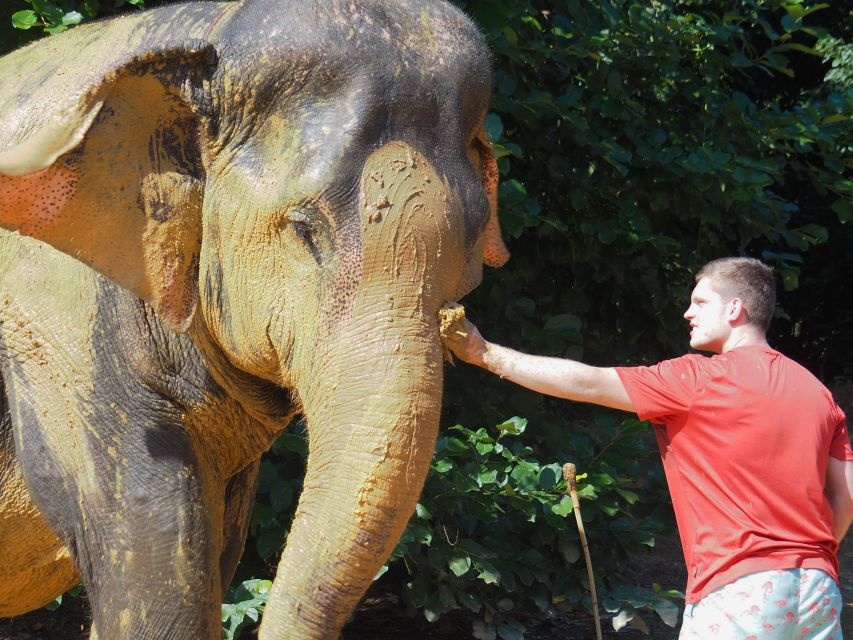 Khao Lak: Elephant Bathing and Turtle Center Visit - Mahout-Led Elephant Bathing: What You Actually Do