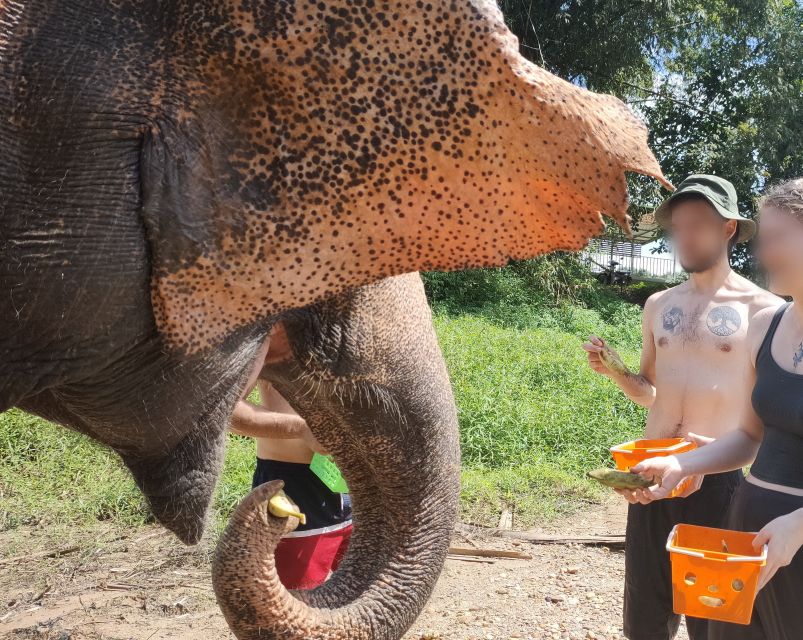 Khao Lak: Elephant Bathing and Turtle Center Visit - What’s Included, What’s Not, and What to Bring