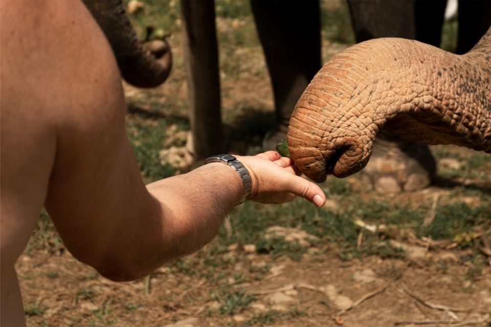 Khao Lak: Elephant Safari with Lunch - Lunch, drinks, and pacing: the practical comfort factor