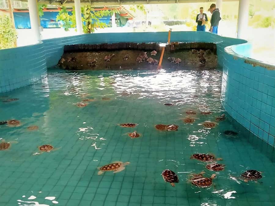 Khao Lak Ethical Adventure: Rafting, Turtles & Elephants - Police Boat 813 tsunami memorial: respectful and unforgettable