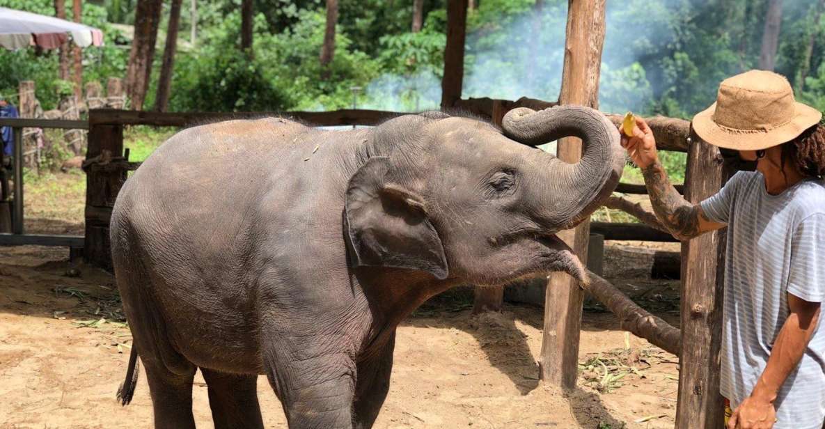 Khao Lak Ethical Adventure: Rafting, Turtles & Elephants - Ethical elephant sanctuary: what observation-only really feels like