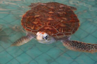 Khao Lak: Rafting, Elephant Bathing & Sea Turtle Center Tour - Pickup, timing, and how the day actually flows