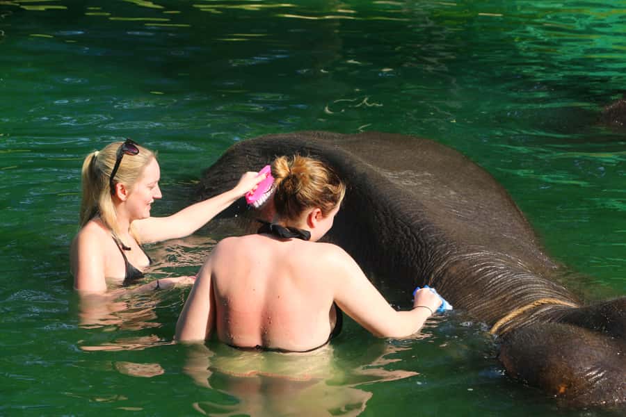Khao Lak: Rafting, Elephant Bathing & Sea Turtle Center Tour - Price and value: what you’re really paying for at about $73