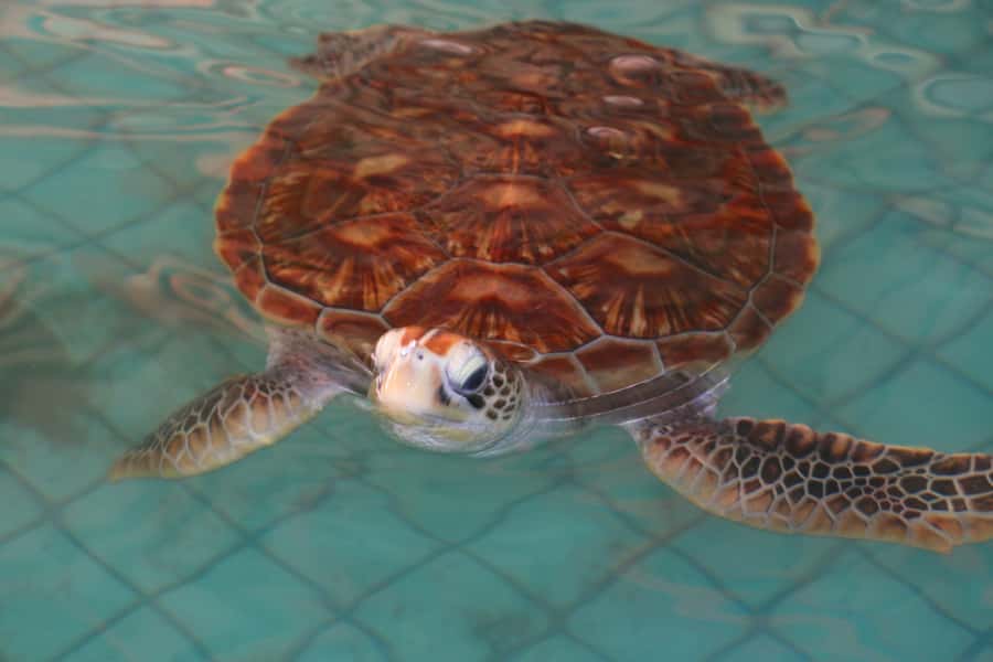 Khao Lak: Rafting, Elephant Bathing & Sea Turtle Center Tour - Pickup, timing, and how the day actually flows
