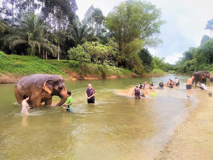 Khao Sok: Elephant Rescue Center with Lunch & Bamboo Rafting - Price and Value: Is $84 Worth It?