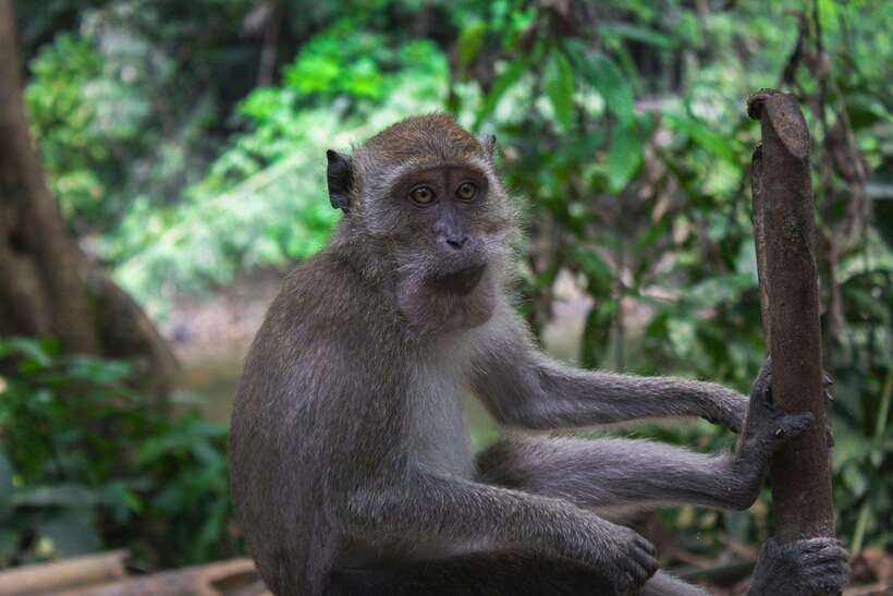 Khao Sok: Private Waterfalls and Wildlife Half-Day Trek - Getting to the trail: transfers that keep your day on track