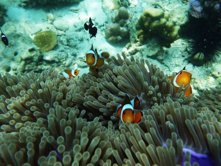 Ko Lanta: 4 Islands Snorkeling Tour by Longtail Boat - Key Moments You’ll Care About