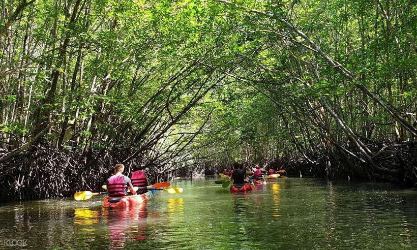 Ko Lanta: Half-Day Mangrove Kayaking Tour with Lunch - From Your Hotel to Tung Yee Peng Pier: The Start Is Built for Easy Days