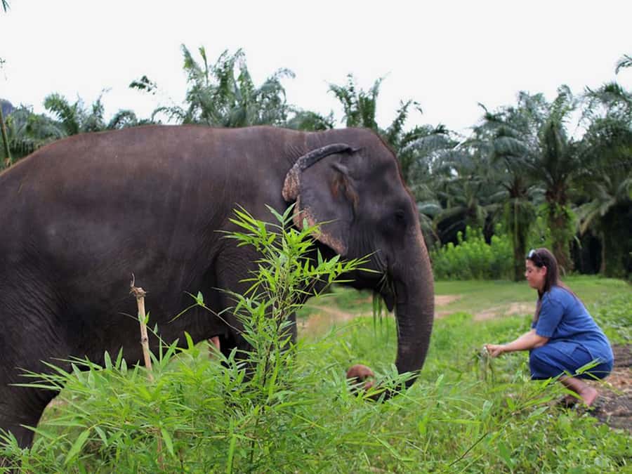 Ko Lanta Yai: Half-Day Ethical Elephant Sanctuary Tour - Key things that make this sanctuary tour worth your time