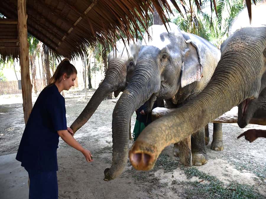 Ko Lanta Yai: Half-Day Ethical Elephant Sanctuary Tour - Herbal Medicine and Elephant Food: Why This Lesson Feels Useful