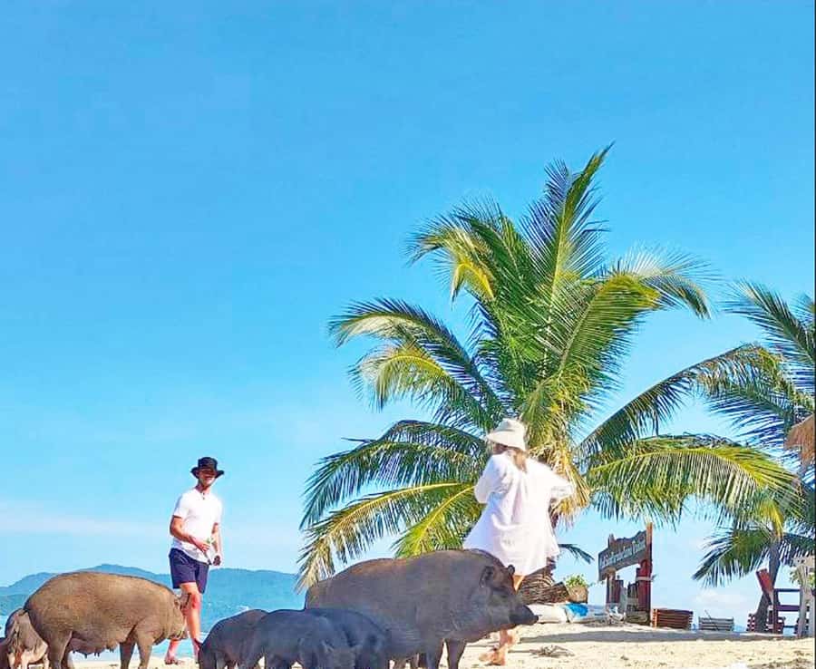 Ko Samui: Pig Island Snorkeling and Koh Tan Speedboat Tour - Quick takeaways before you book