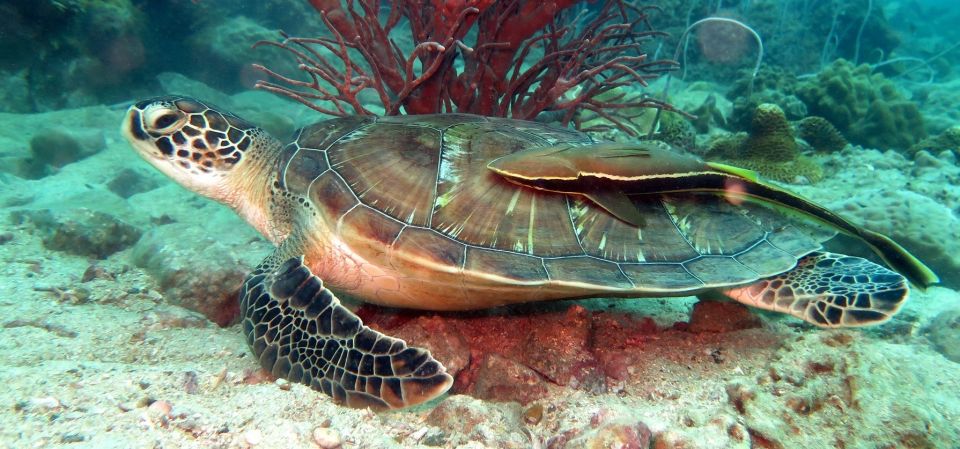 Koh Chang: Snorkeling Trip to Reefs or Wrecks with Lunch - Key things to know before you go